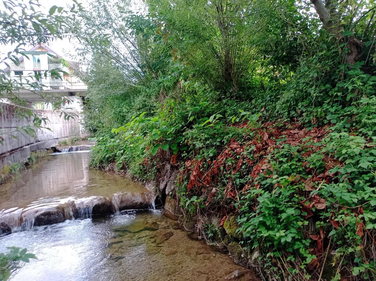 Roth Bau & Garten – nachhaltige Lösungen Naturnaher Bachlauf mit dichtem Uferbewuchs in der Ostschweiz